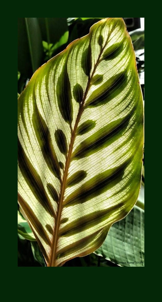 Image shows a close-up view of a large calathea leaf. The light and dark markings of the leaf are very detailed and high contrast.